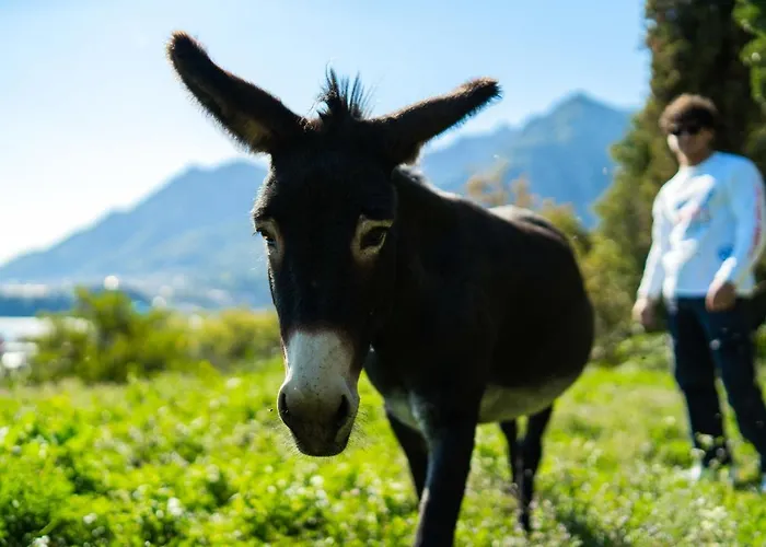 Oda ve Kahvaltı Montebello 3*